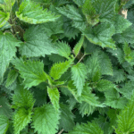 How to Use Stinging Nettle