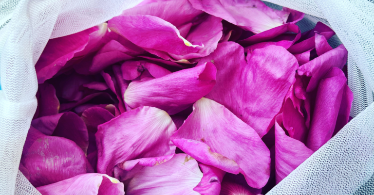 How to Make Rosewater - The Holistic Mama