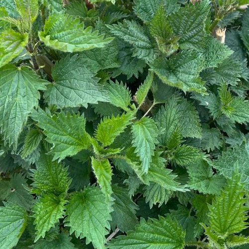 how to use stinging nettle