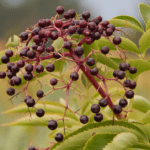 how to make elderberry syrup