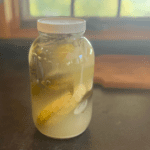 fermented dill pickles