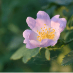 wild rose tincture