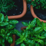 three easy herbs to grow