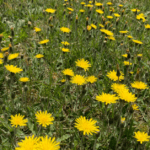Dandelion Benefits & How to Use this Common Plant