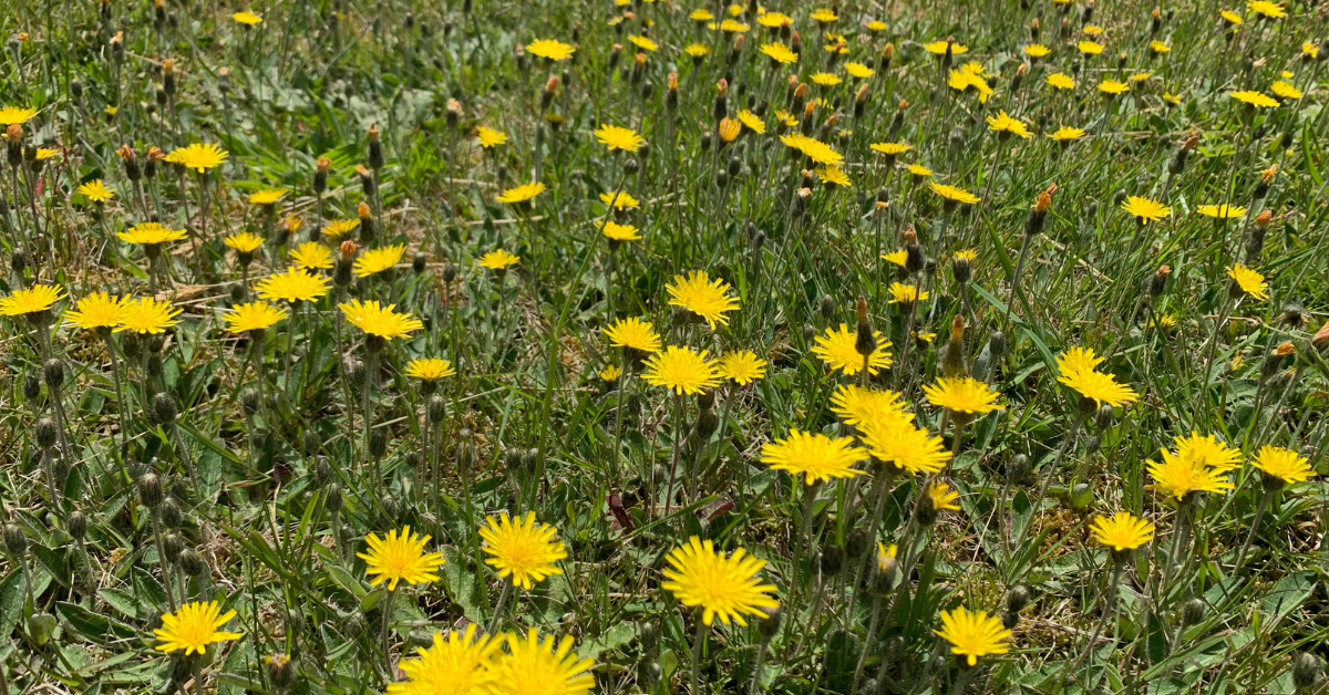 Dandelion Benefits & How to Use this Common Plant