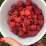 healthy snack ideas
