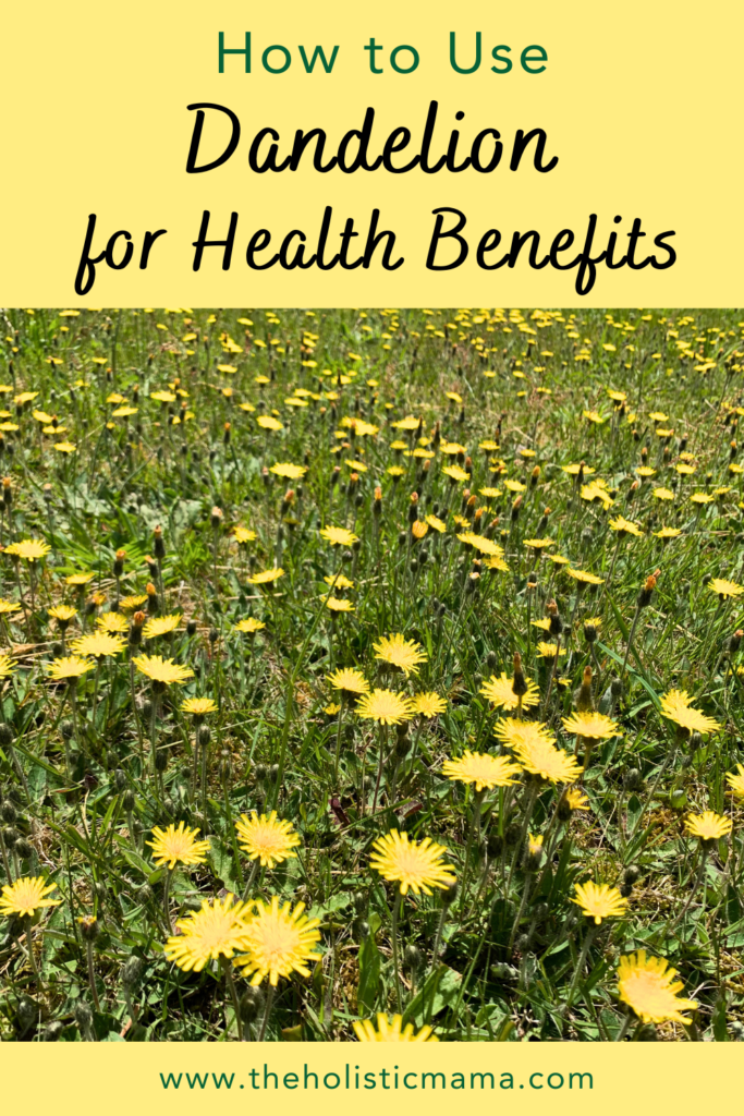 dandelion benefits