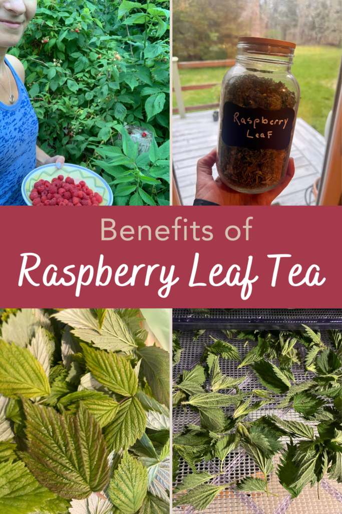 benefits of raspberry leaf tea