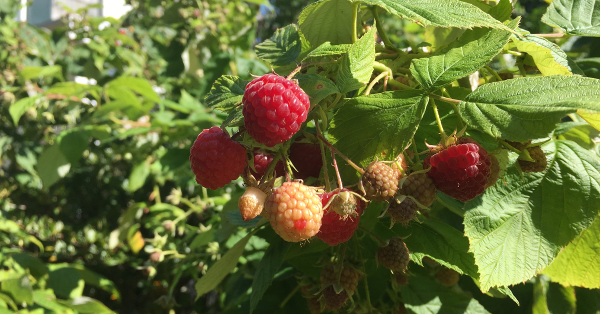 Raspberry Leaf Tea Benefits for Women & How to Make It