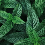 how to make peppermint extract