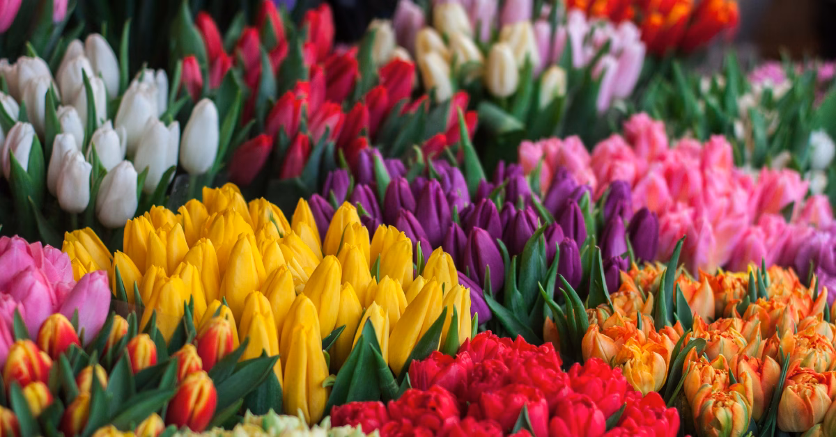 Mother's Day Gift Ideas for 2025